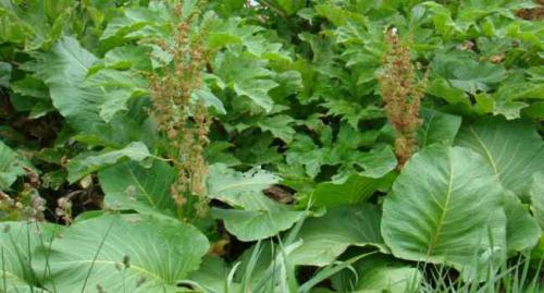 Хрен это овощ. Овощ хрен – описание 12