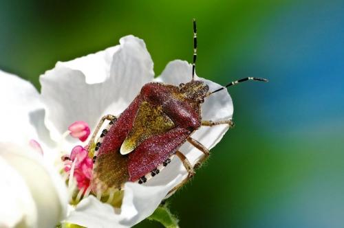Клопы виды. Клопы – вредители сельского хозяйства