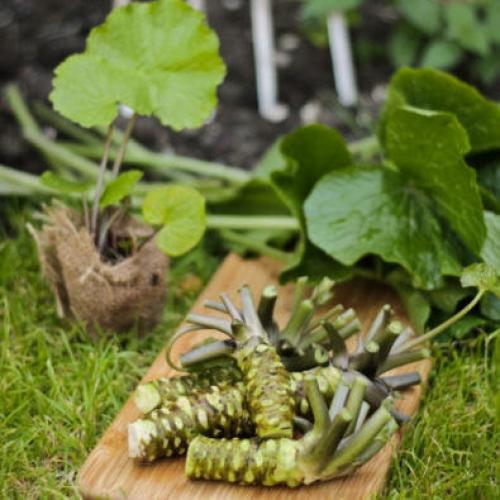 Хрен это мат. Что такое хрен?