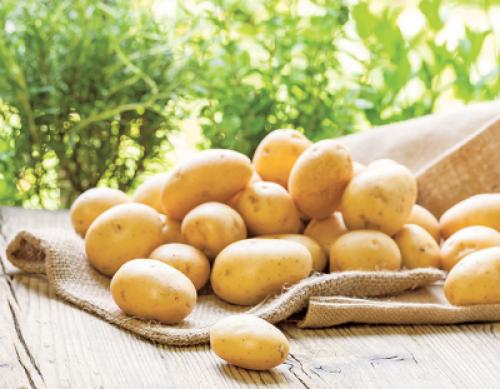 Гала картошка характеристика. Клубни 08