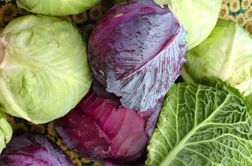 Как хранить нарезанную капусту. Хранение белокочанной капусты