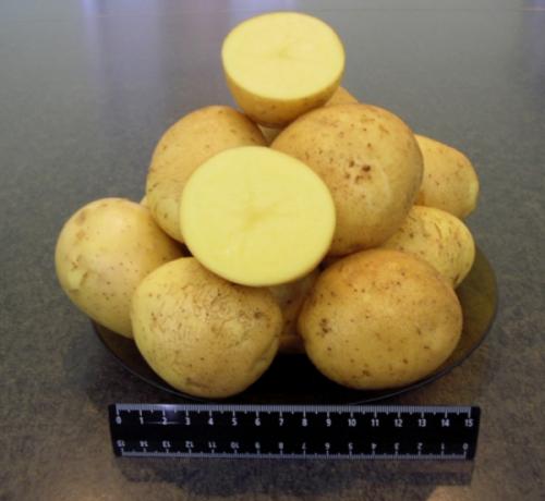 Гала картошка характеристика. Клубни 10