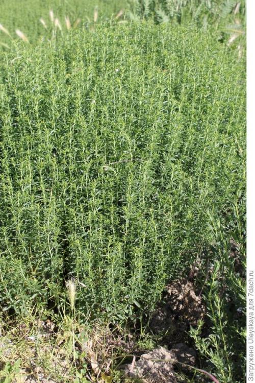 Трава тархун в консервации. К засолке огурцов приготовьте эстрагон!