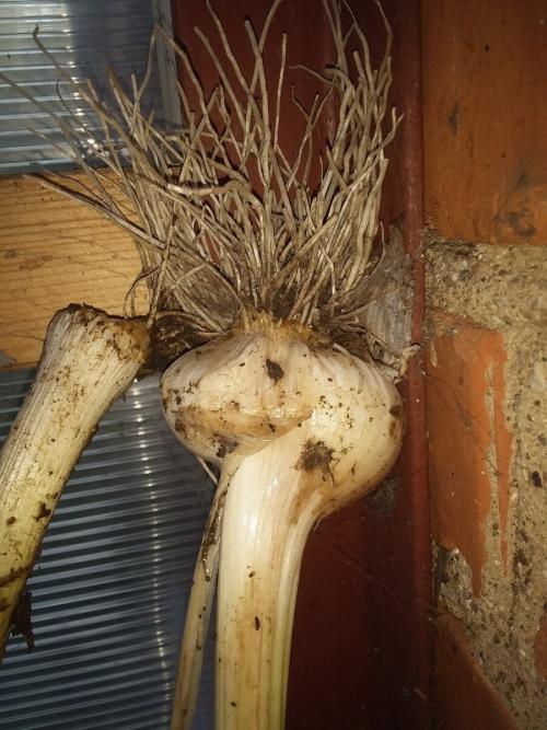 Лук-порей на второй год. Лук-порей осенью.