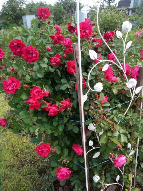 Королевы сада 05