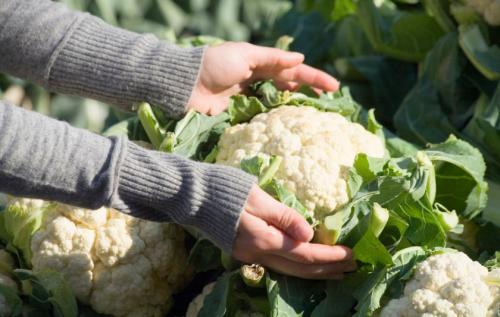 Заготовка и хранение цветной капусты. Как сохранить цветную капусту на зиму в свежем виде?