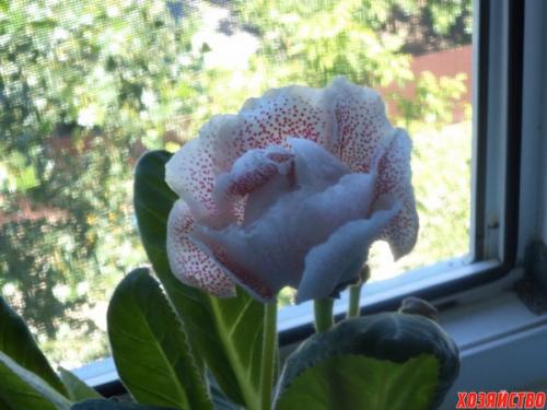 Как спасти глоксинию. Восемь маленьких секретов по уходу за глоксиниями