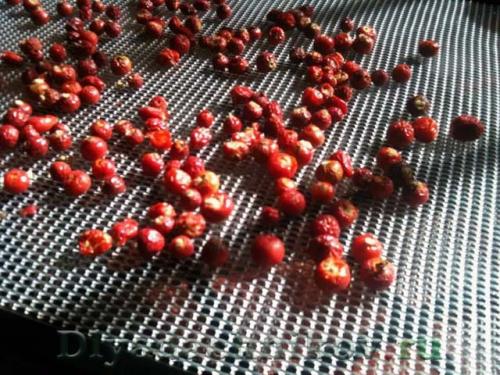 Сушка ягод в духовке с конвекцией. Способы сушки шиповника на зиму