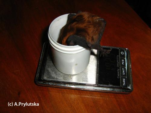 В каком месяце летучие мыши впадают в спячку. В каком случае следует начинать кормление?