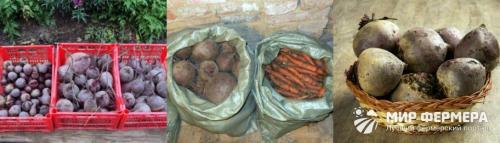 Как хранить свеклу в погребе зимой