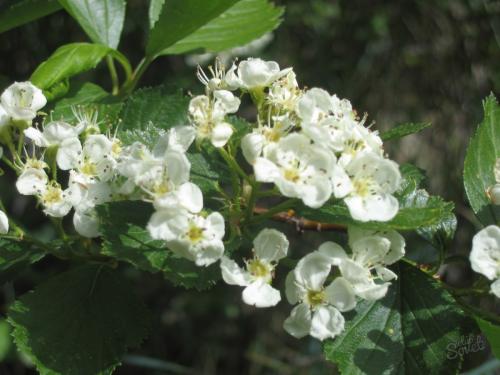 Как сушить плоды боярышника. Как сушить ягоды боярышника в элеткросушилке — пошаговая инструкция с фото 01