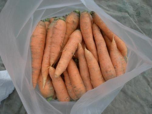 Обработка моркови перед хранением. Мой главный секрет хранения моркови до следующего лета