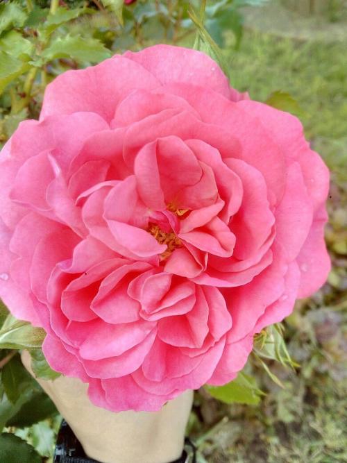 Королевы сада 02