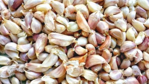 Сажалка для чеснока чертежи. Что представляет собой сеялка для чеснока: обзор лучших моделей и инструкция по изготовлению сажалки своими руками