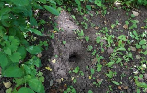 Землеройка, как бороться. Как мне удалось избавиться от землероек на огороде