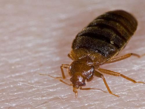 Где живут клопы и как от них избавиться. Как найти, где прячутся клопы в квартире и как их уничтожить?