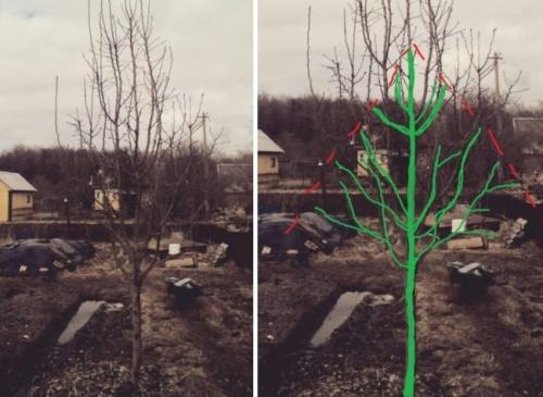 Формирование кроны груши. Цель обрезки груши