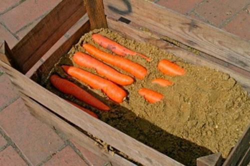 Как сохранить морковь до нового урожая. Хранение моркови на зиму в домашних условиях