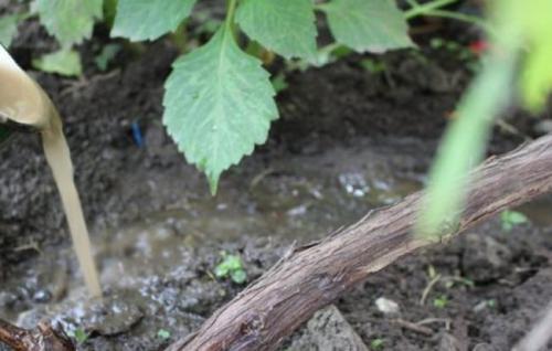Укрытие винограда на зиму. Подготовка винограда к укрытию