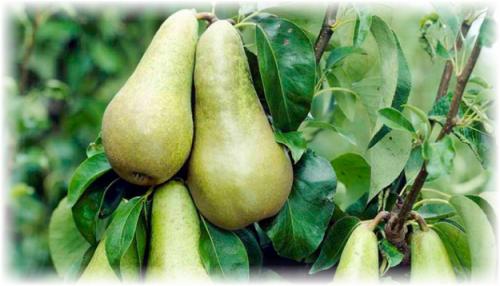 Сушить груши в духовке. Как сушить груши в домашних условиях, в духовке 03 Сушить груши в духовке. Как сушить груши в домашних условиях, в духовке 03