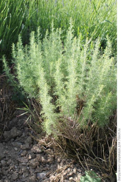 Трава тархун в консервации. К засолке огурцов приготовьте эстрагон!