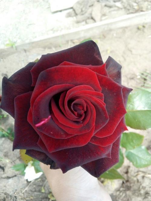 Королевы сада 03