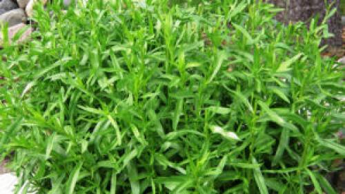 Трава эстрагон для женщин. Эстрагон —, что это такое? Эстрагон (Тархун) трава: полезные свойства и противопоказания