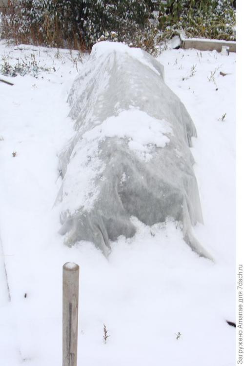 Лук-порей оставить на зиму. Хранение лука-порея зимой: простой способ с ведрами