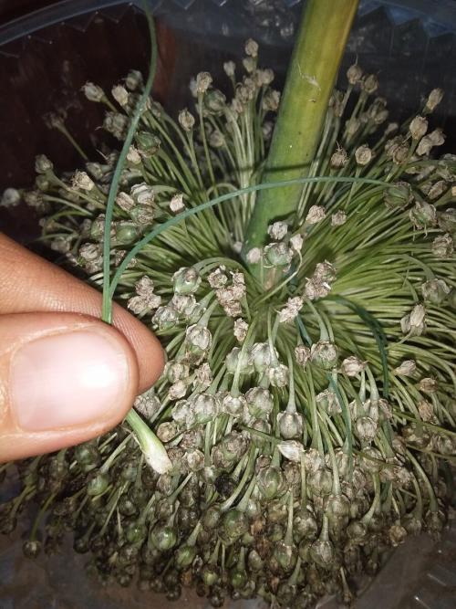 Лук-порей на второй год. Лук-порей осенью.