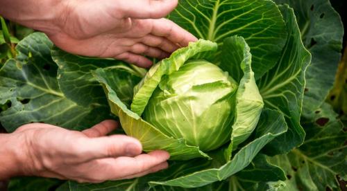 Как хранить зимой капусту в подвале. Как сохранить капусту на зиму в погребе 03 Как хранить зимой капусту в подвале. Как сохранить капусту на зиму в погребе 03