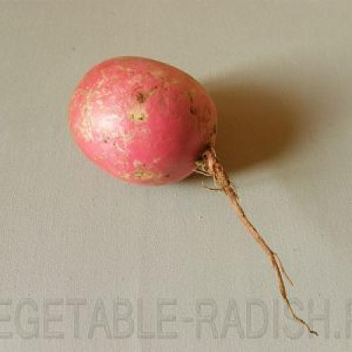 Тертая редька с медом. Эффективность редьки с медом от кашля