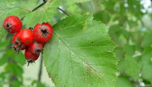 Боярышник польза. Боярышник: польза и вред, отзывы