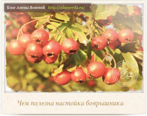 Как сушить плоды боярышника. Как сушить ягоды боярышника в элеткросушилке — пошаговая инструкция с фото 07