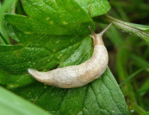 Как зимуют слизни в огороде. Жизненный цикл 09