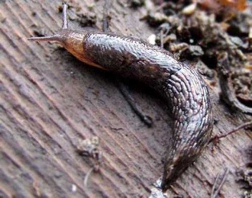 Как зимуют слизни в огороде. Жизненный цикл 10