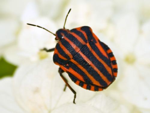 Клопы виды. Клопы – вредители сельского хозяйства