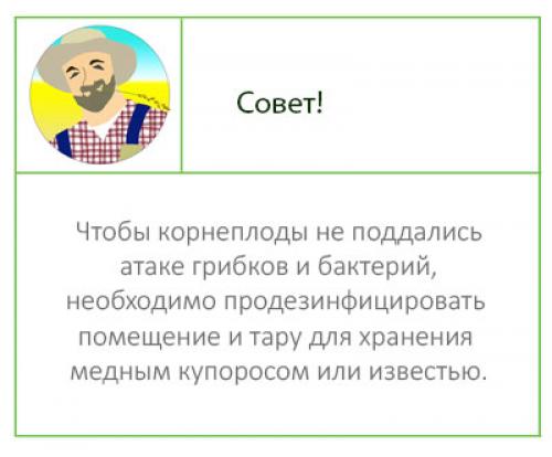 Можно ли хранить морковь в золе. В погребе