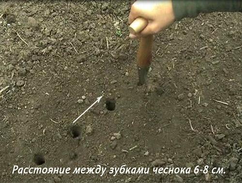 Хранение озимого чеснока до посадки. Технология посева