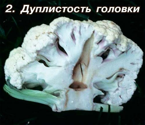 Хранение цветной капусты на зиму в домашних условиях. Подготовка цветной капусты к длительному сохранению 01
