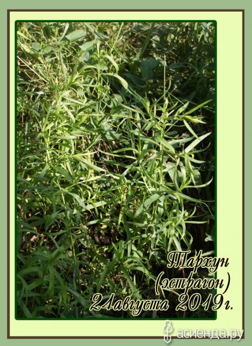 Тархун применение в консервации. Тархун (эстрагон) на сибирской даче и напиток из него.