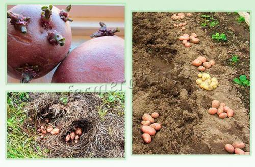 Картофель Ред Скарлет