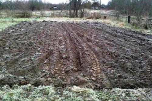 Картофель Розара. Сорт картофеля Розара – характеристика и описание, отзывы огородников