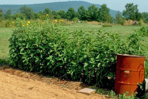 Топинамбур весной. Как посадить топинамбур на даче?