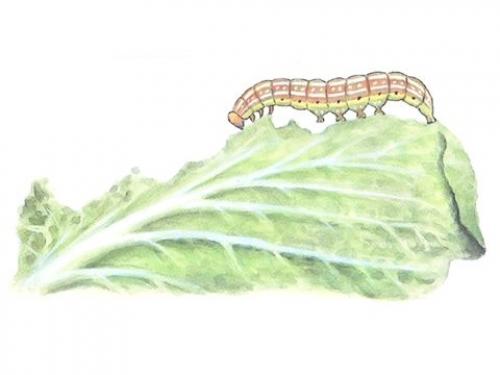 Что такое совка и как с ней бороться. Огородная совка: меры борьбы, советы бывалых огородников