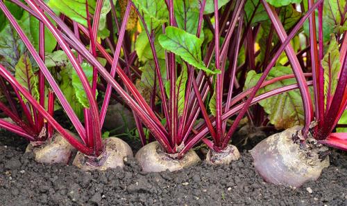 Уборка на зиму свеклы. Что делать после уборки урожая свеклы: подготовка к хранению  03