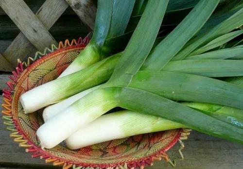 Как сохранить в зиму лук порей. Основные правила 02 Как сохранить в зиму лук порей. Основные правила 02