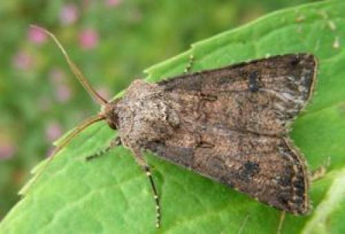 Ночная совка, как бороться в огороде с ней. Пошаговая инструкция по борьбе