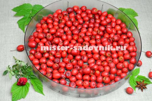 Как правильно сушить боярышник в электросушилке. Сушка боярышника в электросушилке