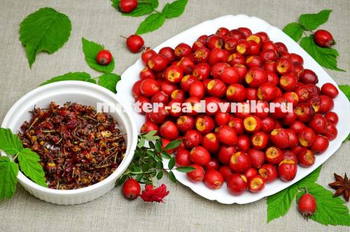 Как правильно сушить боярышник в электросушилке. Сушка боярышника в электросушилке