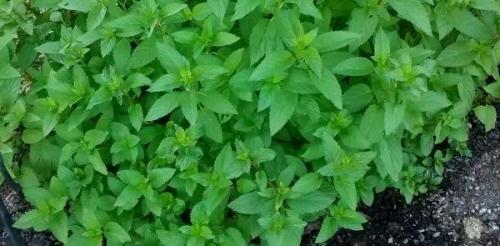 Муравьи в доме зимой. 30 домашних средств для уничтожения муравьев в квартире и на участке